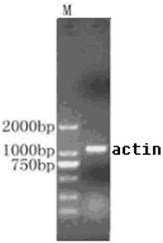Method for extracting total RNA