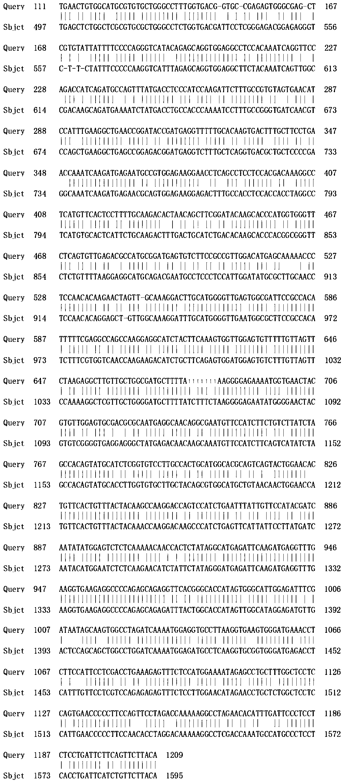 The auxin response factor aparf2 of Agapanthus chinensis and its coding gene and probe