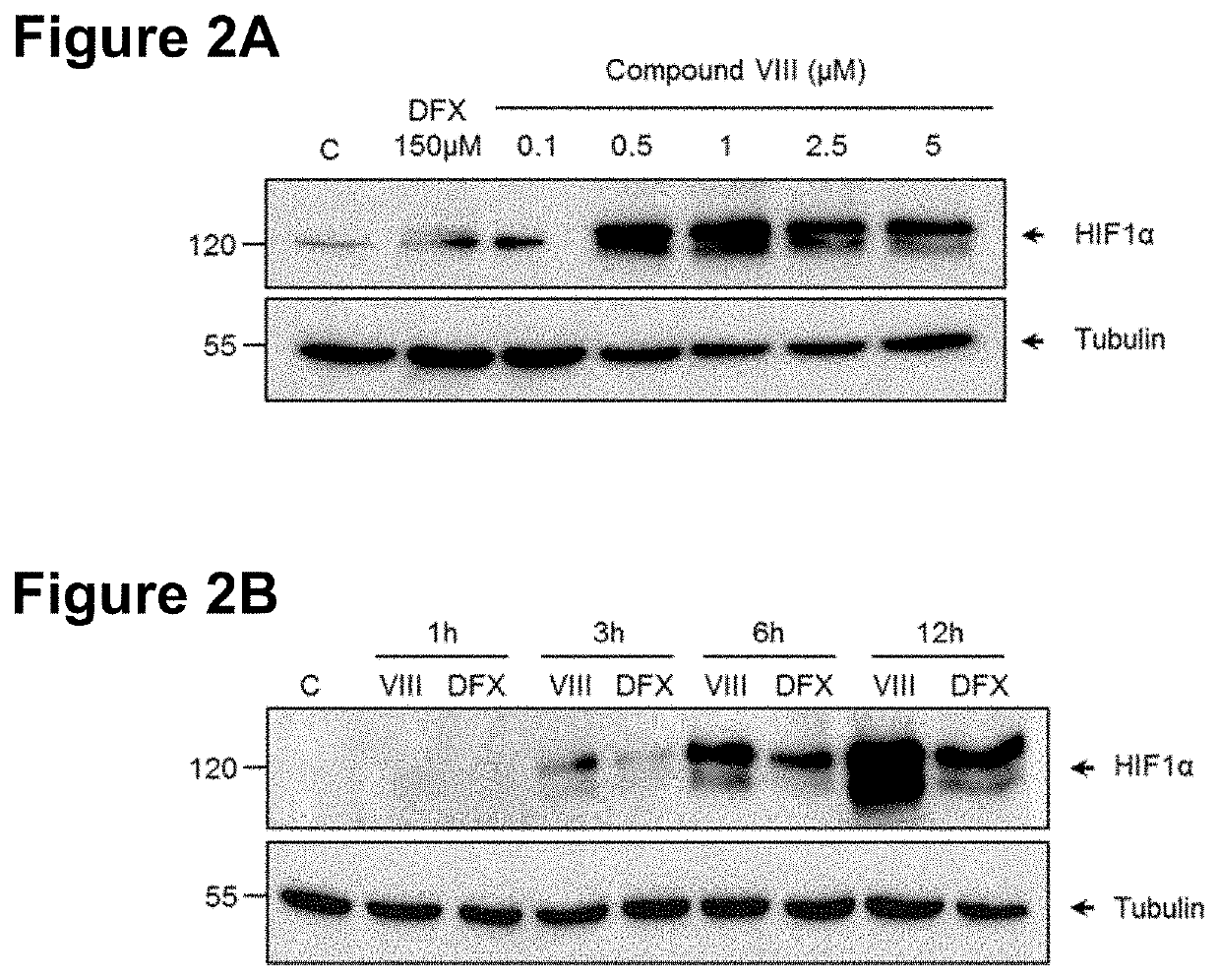 Cannabidiol derivatives as inhibitors of the hif prolyl hydroxylases activity