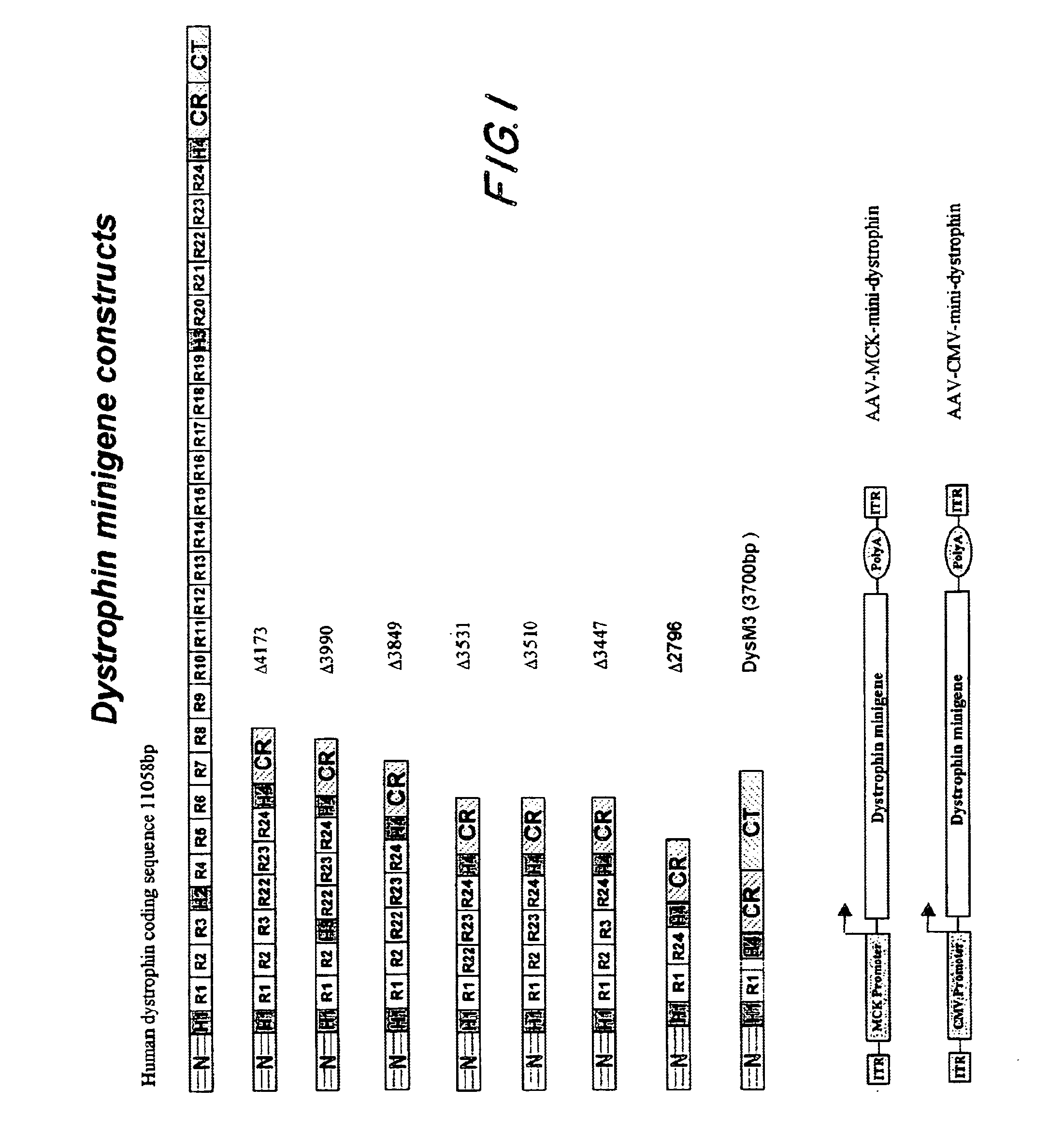 DNA sequences comprising dystrophin minigenes and methods of use thereof
