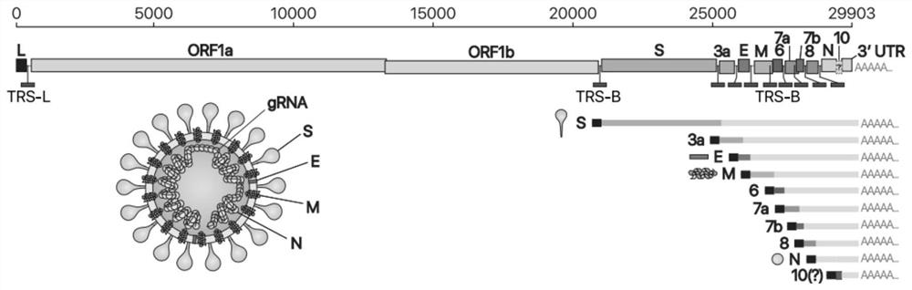 GRNA for targeted destruction of SARS-CoV-2 genome and application of gRNA
