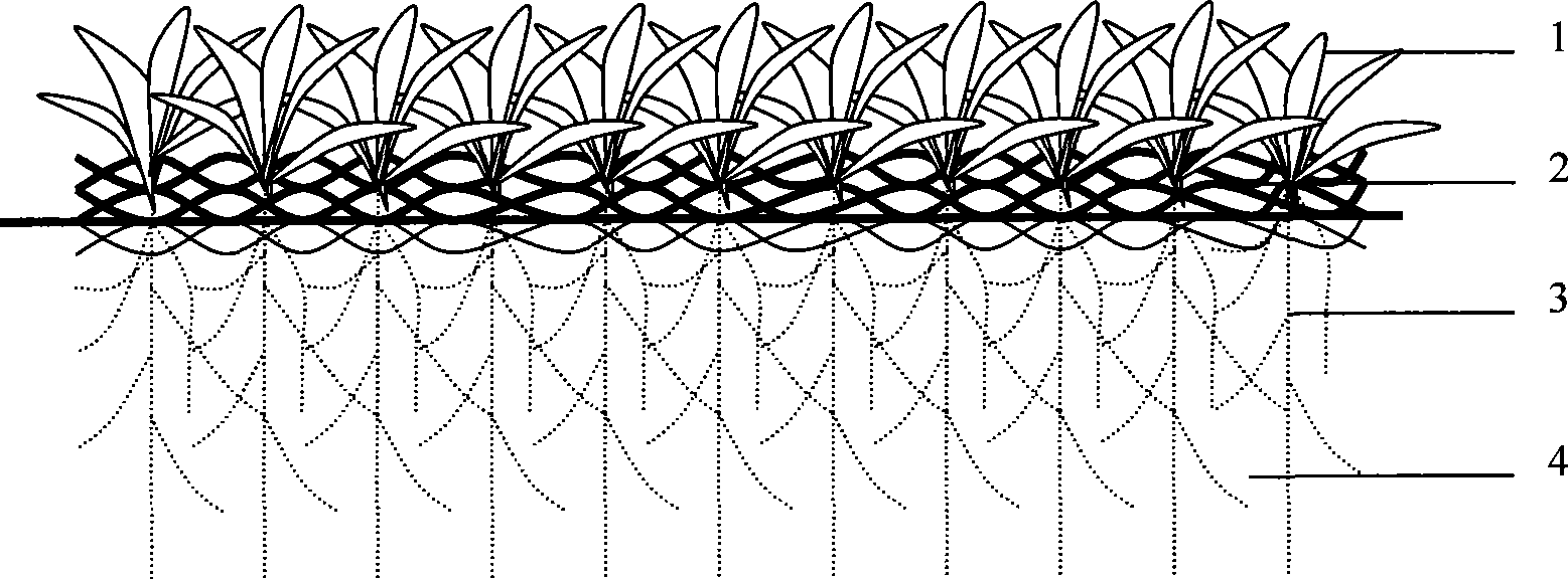 Method for cultivating greening lawn of Eremochloa ophiuroides without maintenance