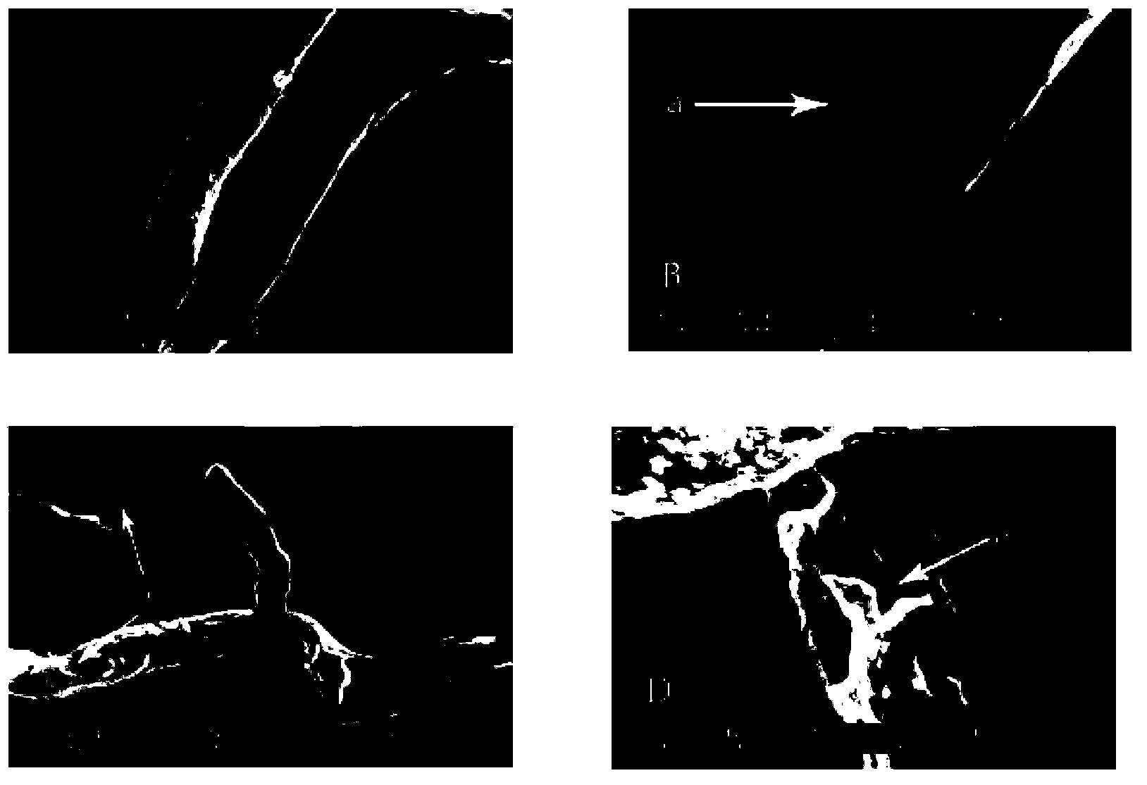 Quinomycin-A preparation and preparation method and application thereof