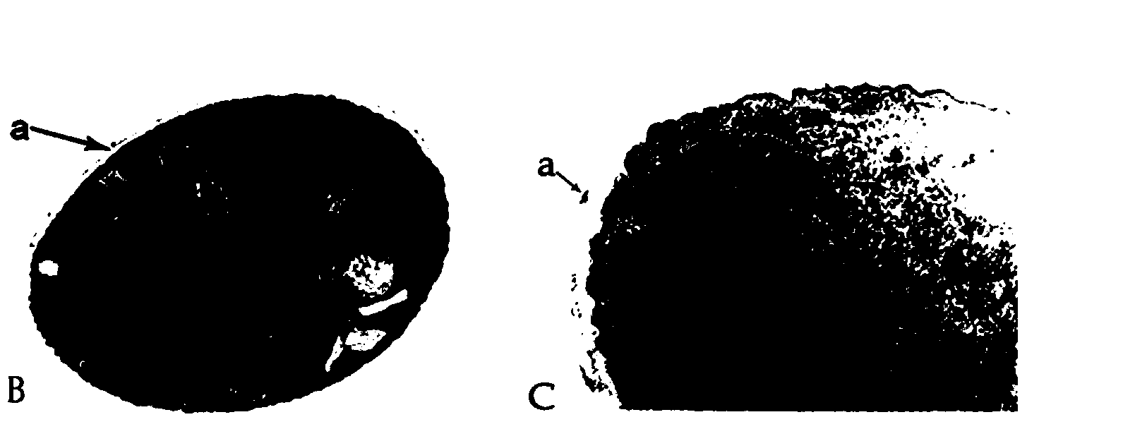 Quinomycin-A preparation and preparation method and application thereof