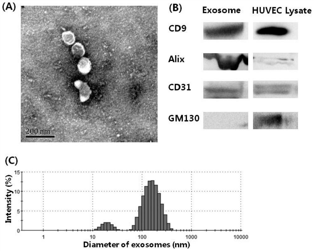 A method for expanding neural stem cells through exosomes derived from endothelial cells