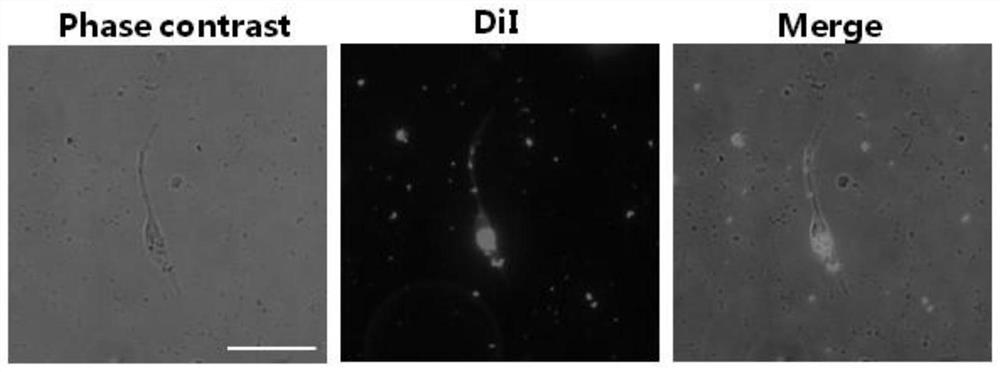 A method for expanding neural stem cells through exosomes derived from endothelial cells