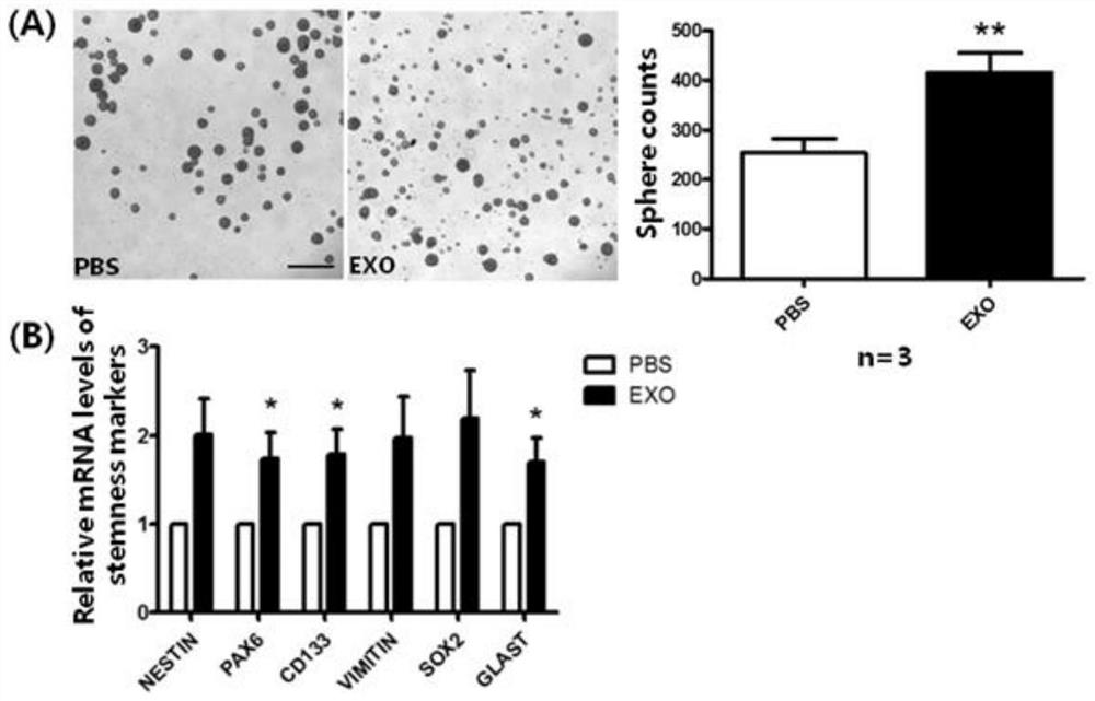 A method for expanding neural stem cells through exosomes derived from endothelial cells