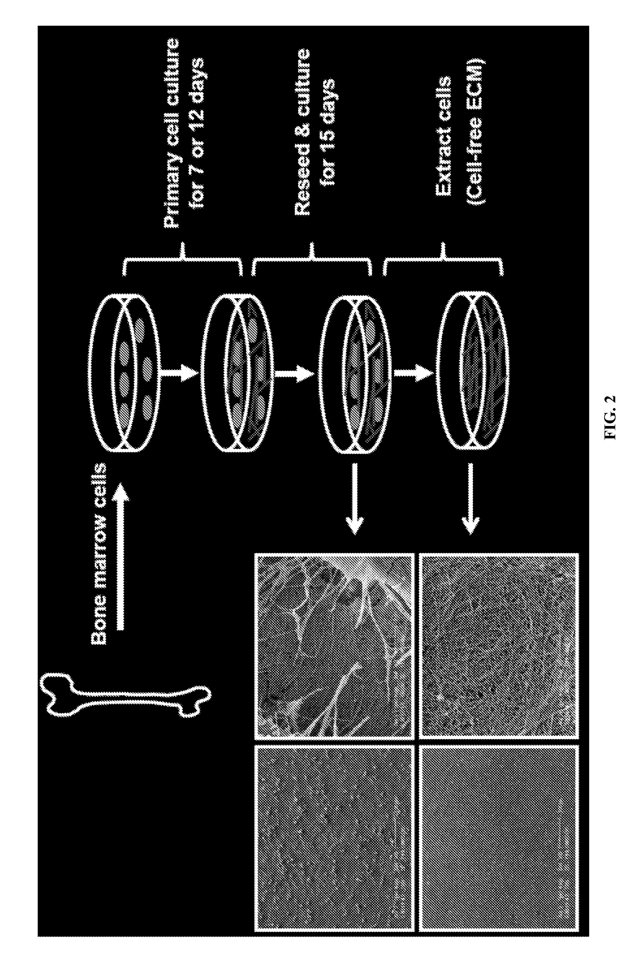 Three-dimensional scaffold culture system of functional pancreatic islets