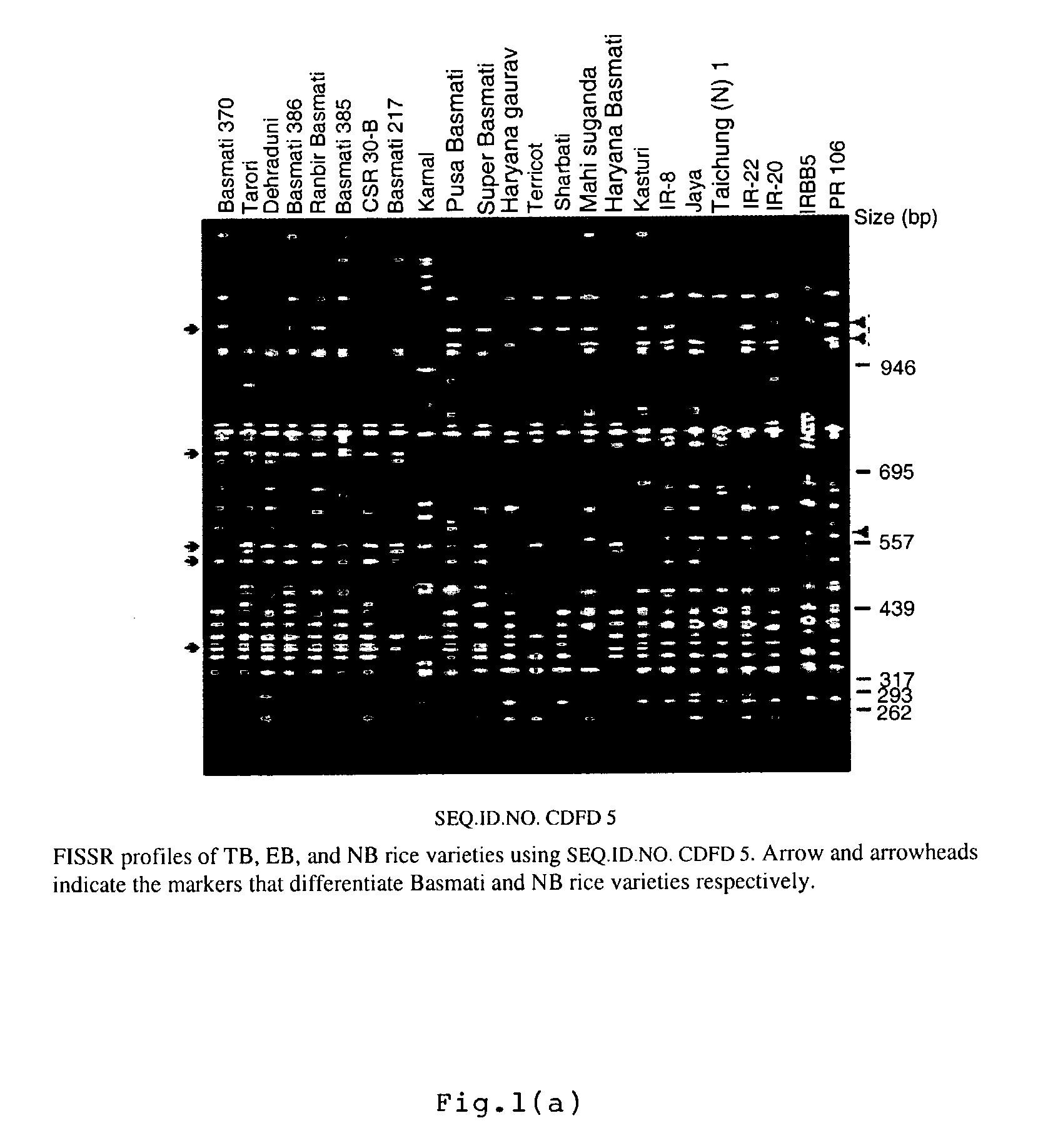 Novel FISSR-PCR primers and methods of identifying genotyping diverse genomes of plant and animal systems including rice varieties, a kit thereof