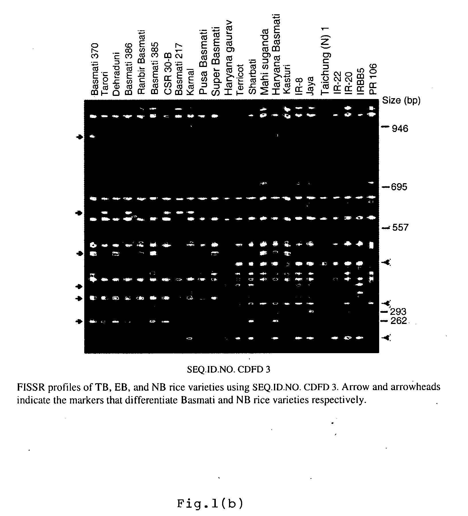 Novel FISSR-PCR primers and methods of identifying genotyping diverse genomes of plant and animal systems including rice varieties, a kit thereof