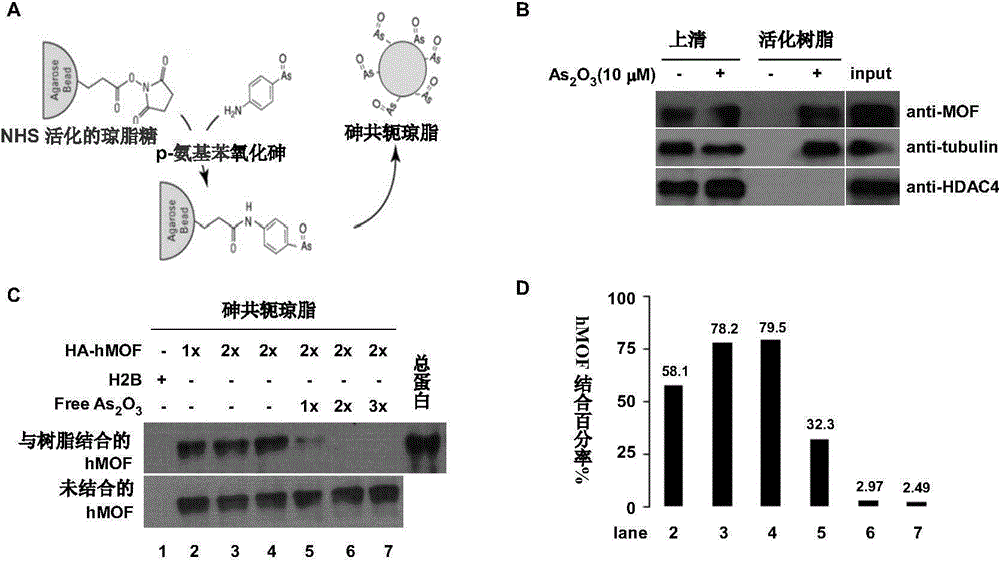 Application of hMOF (Human Males Absent on the First) and small peptide of hMOF in preparing drug for alleviating or treating human arsenic poisoning