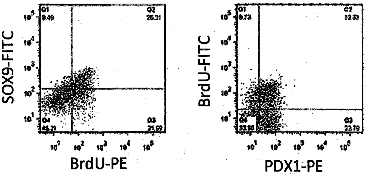 Purification method for pancreatic precursor cells derived from pluripotent stem cells and amplification method therefor