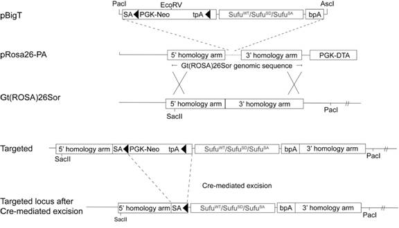 Construction and application of phosphorylated mutant SUFU transgenic mouse model based on homologous recombination technology