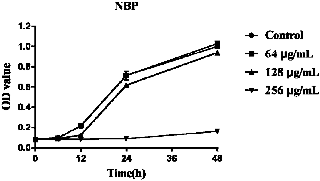 Application of NBP in preparation of antifungal product and product of butyphthalide