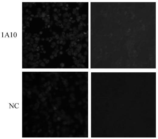 Anti-HPV53 L1 protein monoclonal antibody as well as preparation and application thereof