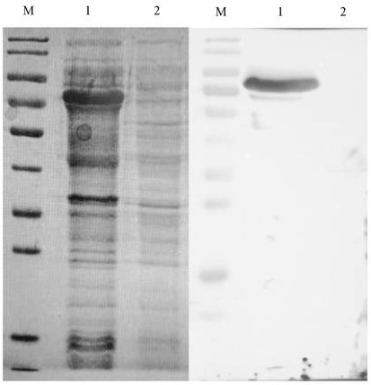 Anti-HPV53 L1 protein monoclonal antibody as well as preparation and application thereof