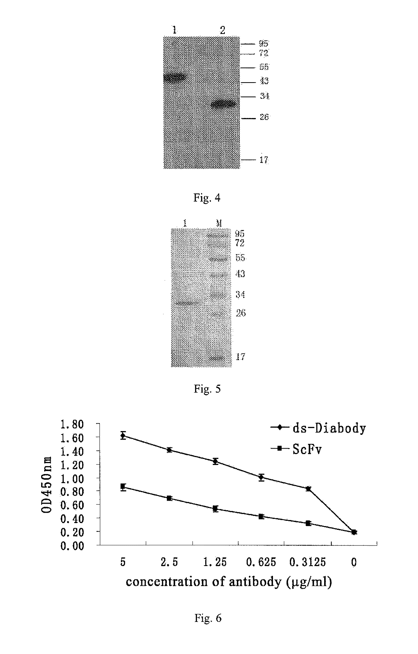 Anti-bFGF humanized double-stranded antibody with stable disulfide bond, preparation method and application thereof