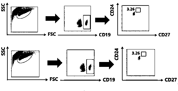 Use of gsk-3β inhibitor to induce human breg cells in vitro and methods for isolating and inducing breg cells