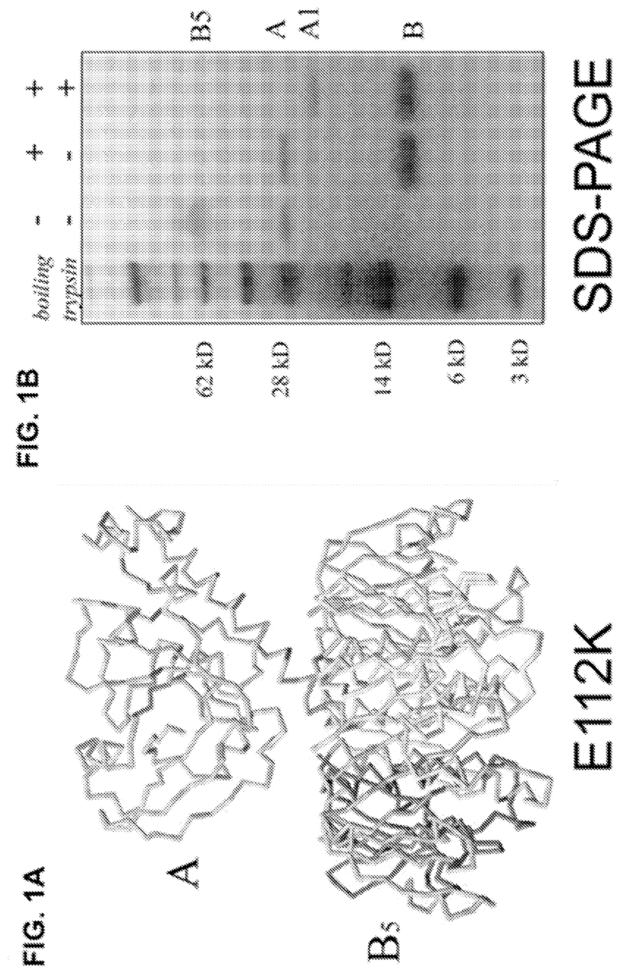 Mutated e. coli enterotoxins as Anti-inflammatory agents