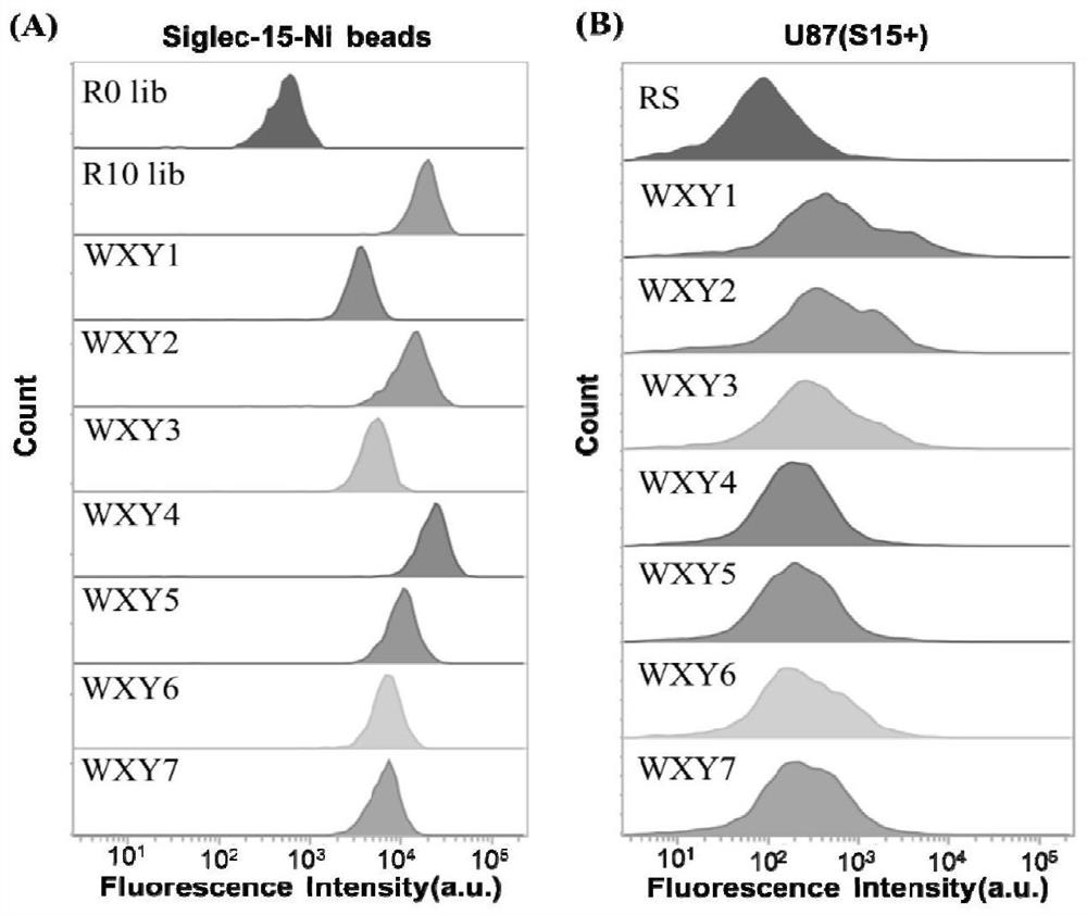 Aptamer of sialic acid-binding immunoglobulin-like lectin-15 protein and application thereof