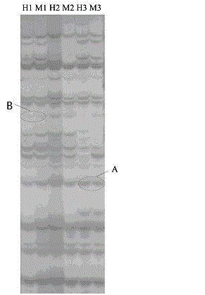 Method for establishing technical analysis system of prawn MSAP (methylation sensitive amplification polymorphism)