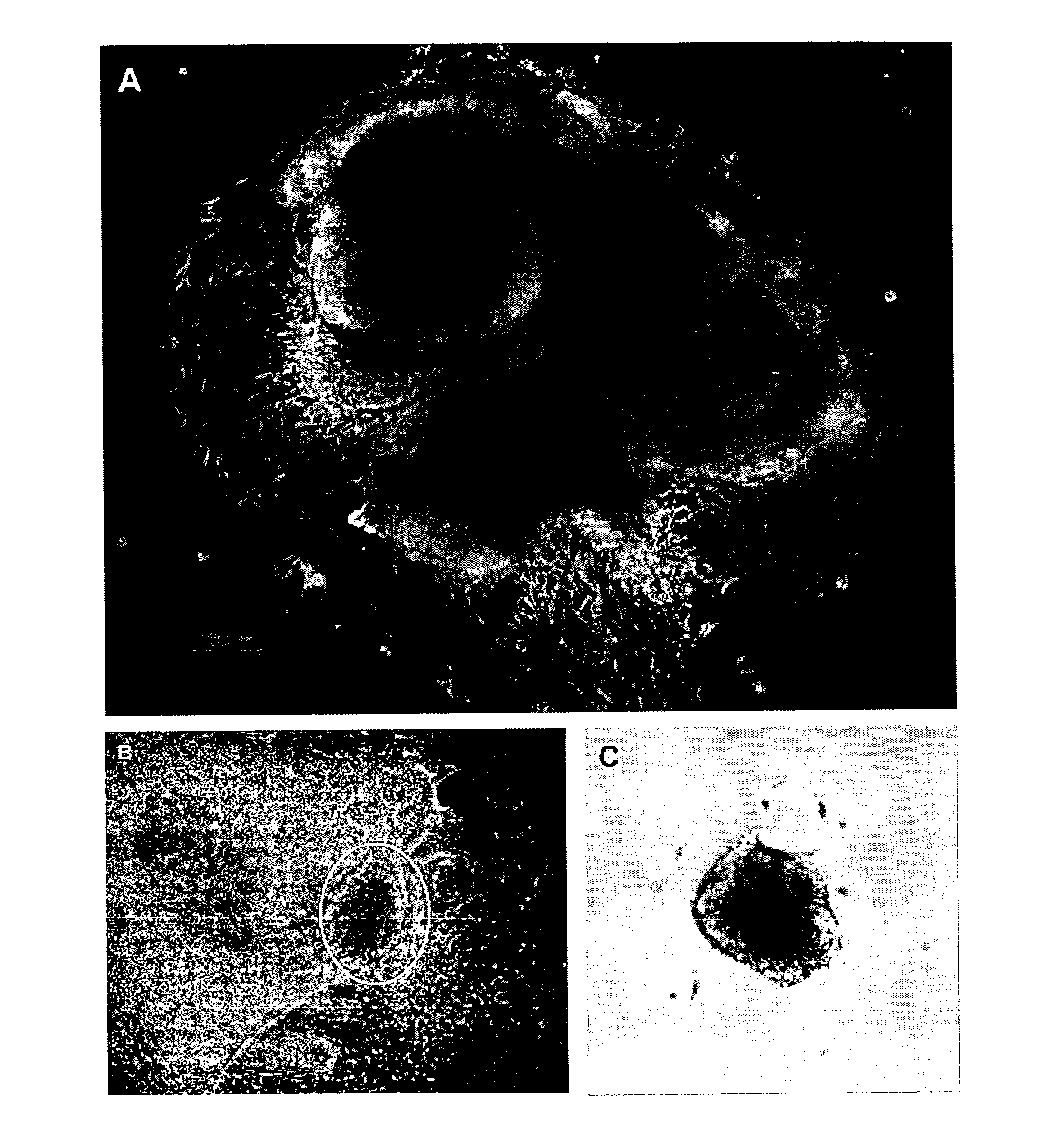 Cardiomyocyte-like cell clusters derived from hbs cells