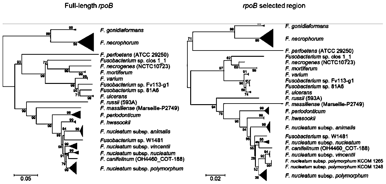 Method for carrying out molecular detection on fusobacterium or carrying out classified authentication on culture level of fusobacterium