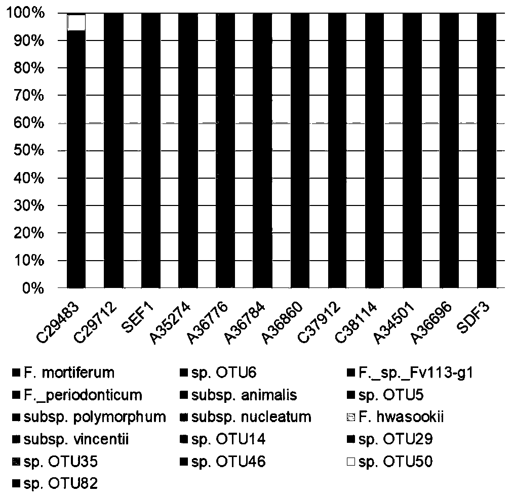 Method for carrying out molecular detection on fusobacterium or carrying out classified authentication on culture level of fusobacterium