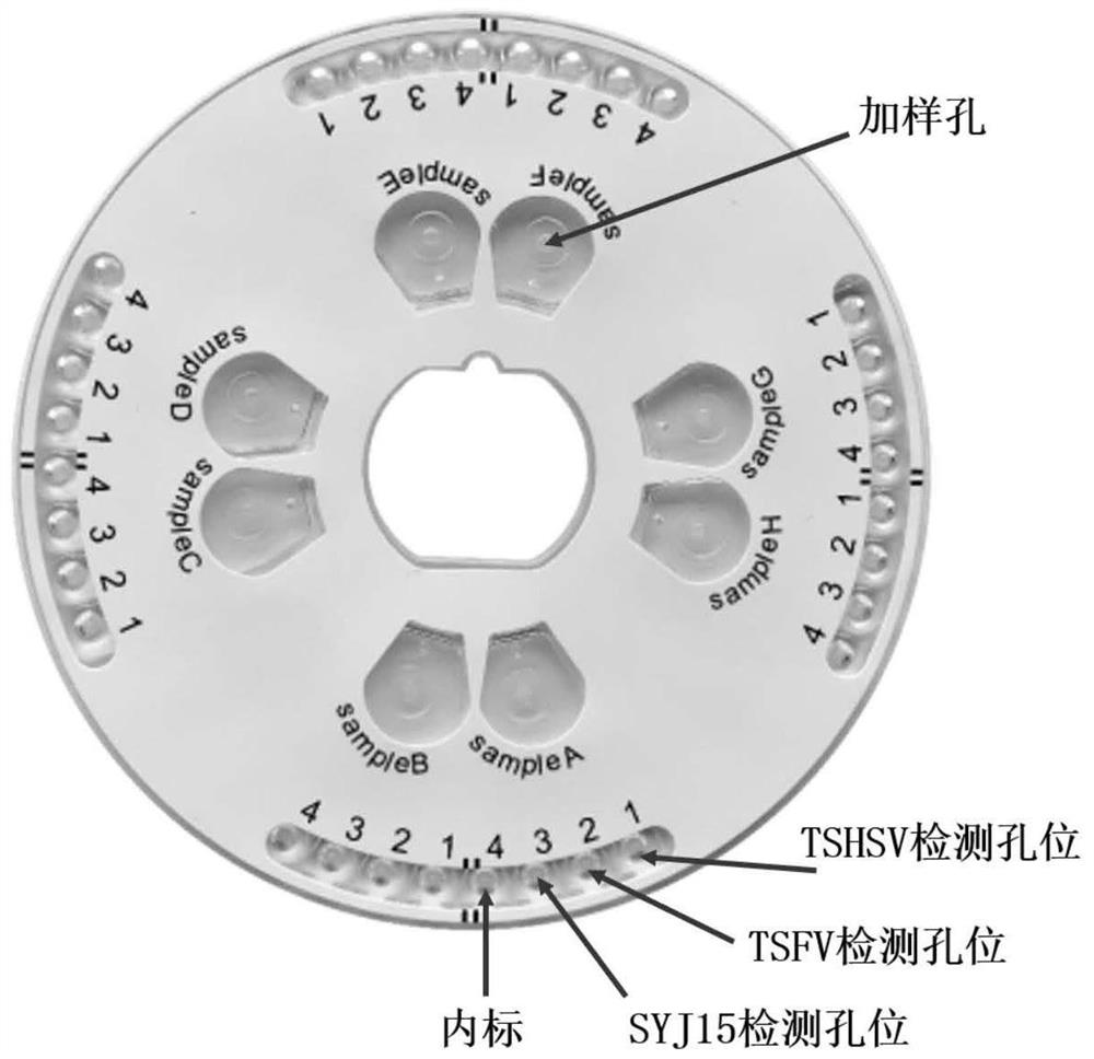 LAMP primers and kit for efficient triple detection of three pathogens of Chinese softshell turtle