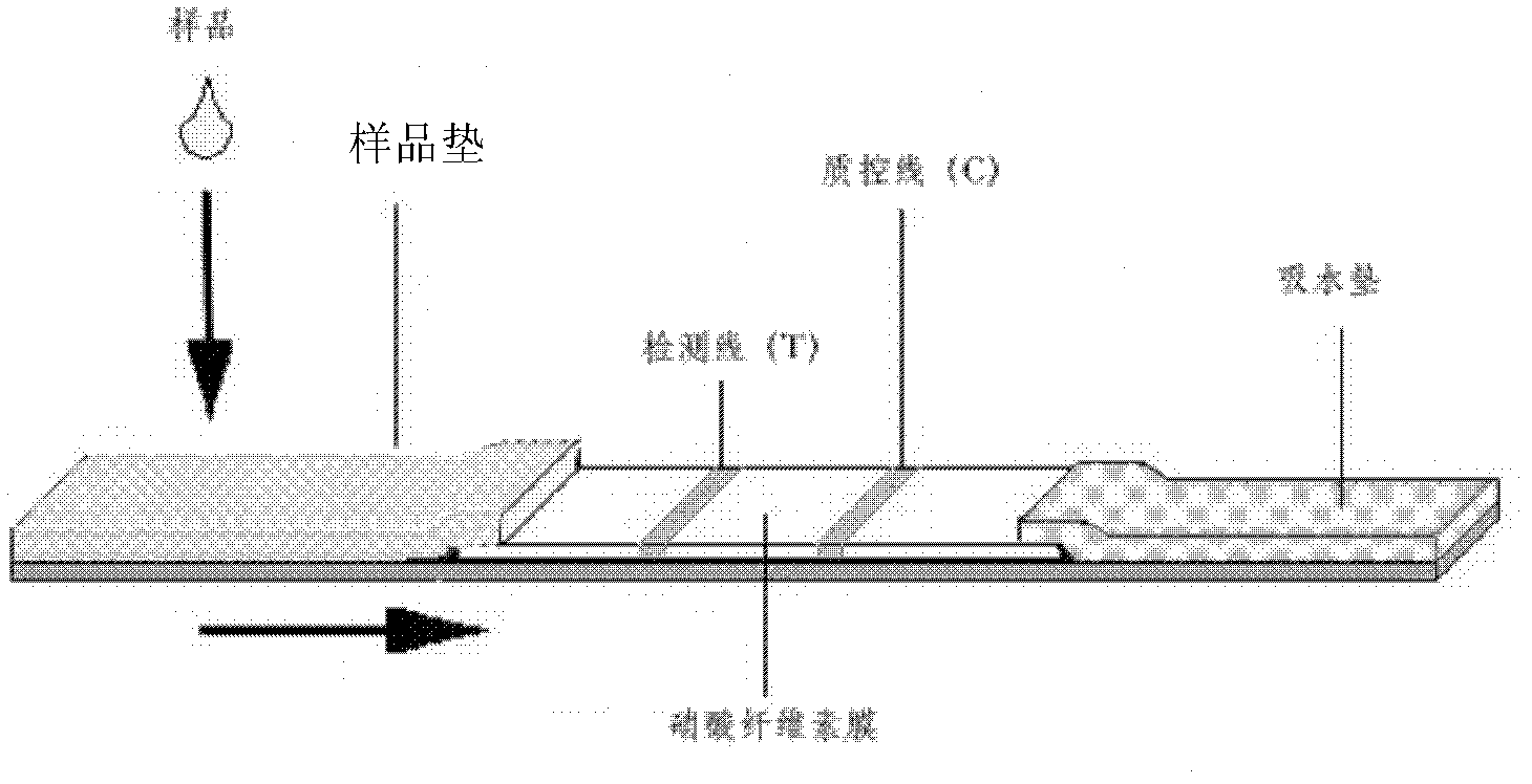 Immunochromatography test paper for detecting ractopamine and preparation method thereof