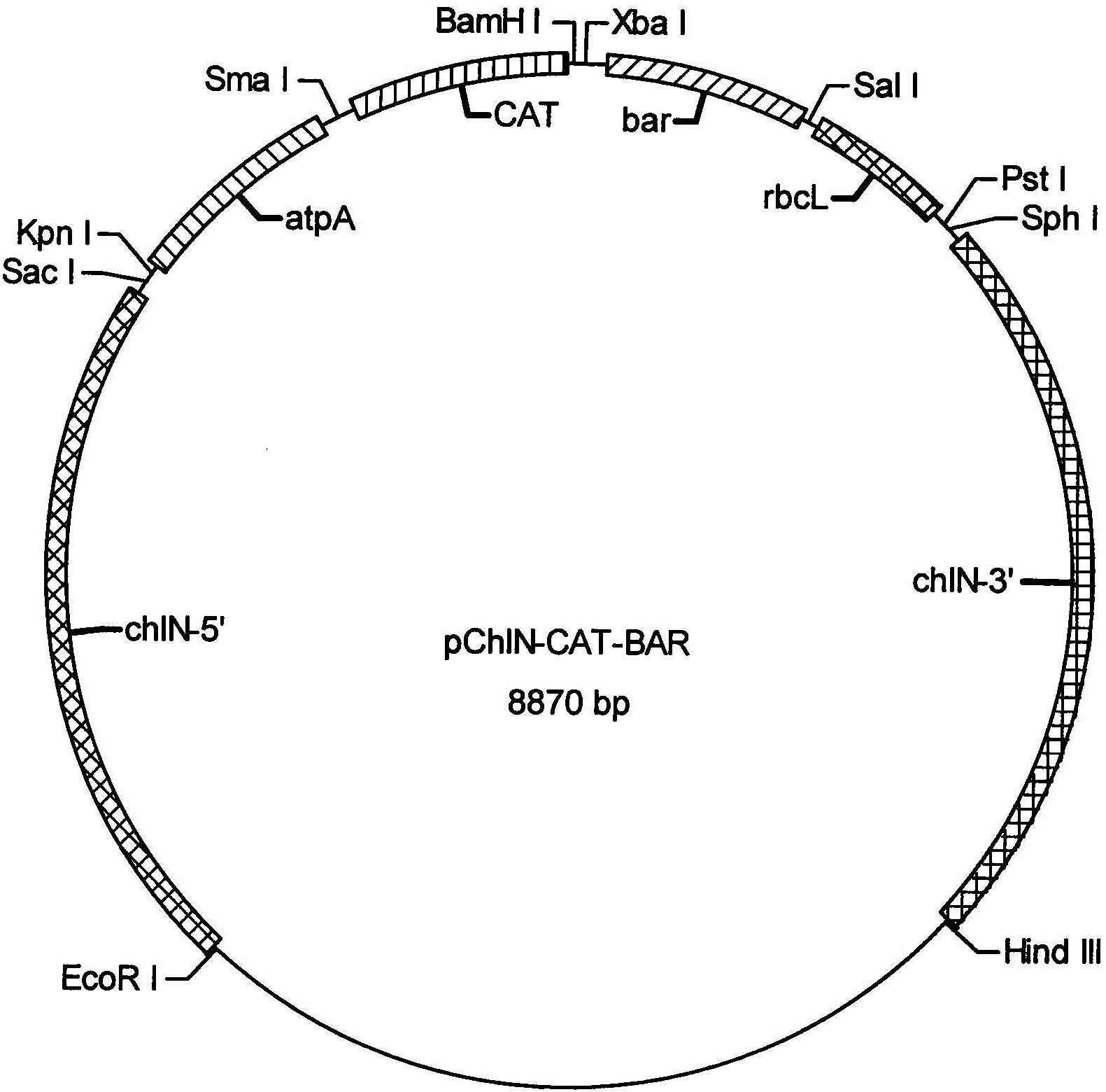 Method for constructing Dunaliella salina chloroplast transformation vector
