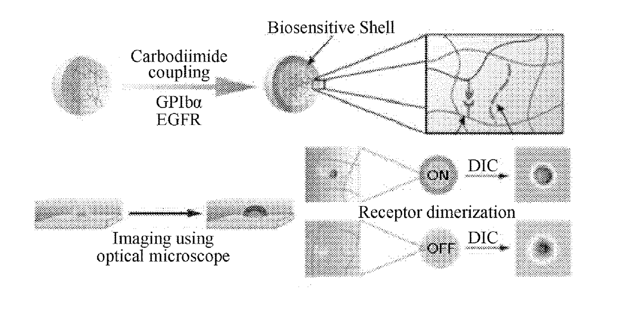 Biochip and method for manufacturing biochip