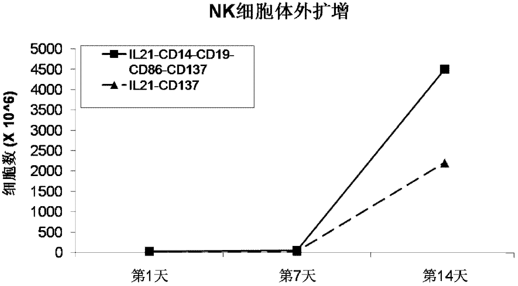 Method for amplifying and activating NK (Natural Killer) cells by K562 cells