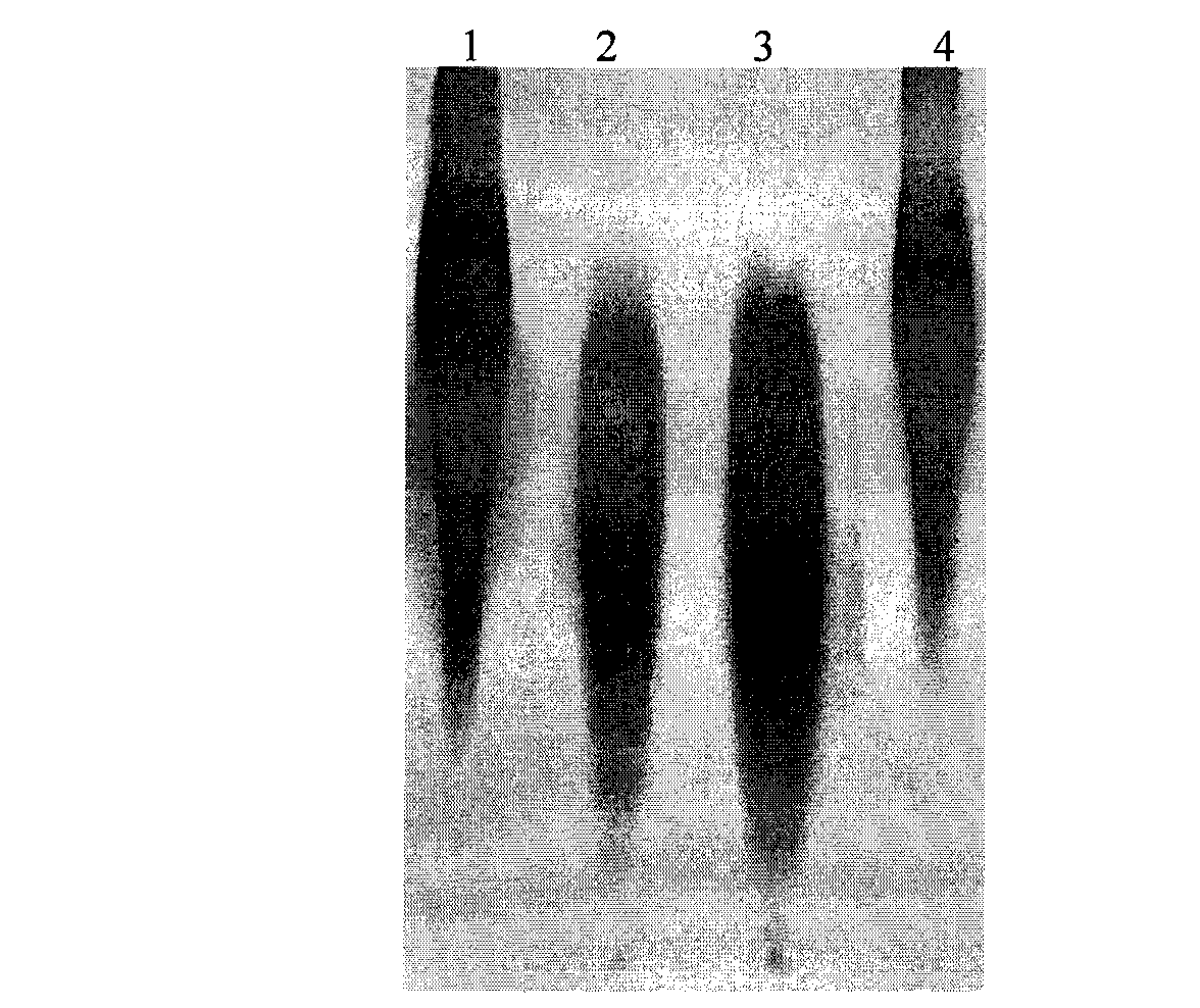 Heparin fragment with activity of inhibiting smooth muscle cell proliferation and preparation method thereof