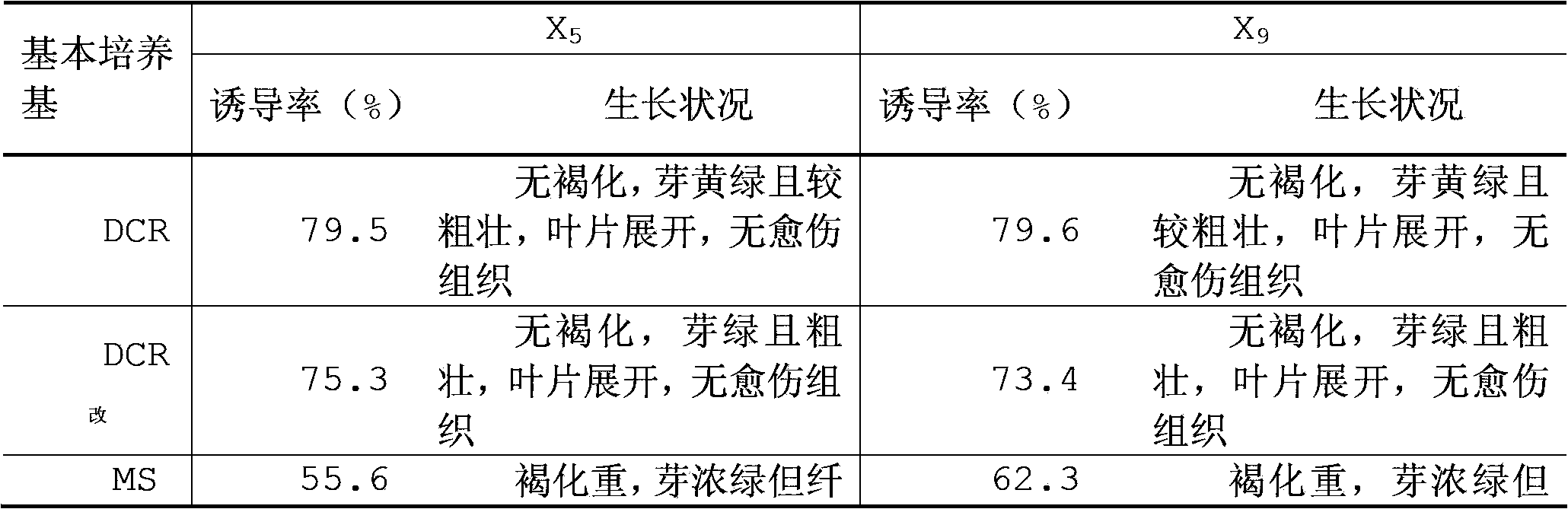 Clonal tissue culture breeding method for camphor tree