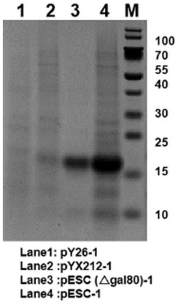 Construction and application of saccharomyces cerevisiae strain for efficiently synthesizing hemoglobin or myoglobin from different sources