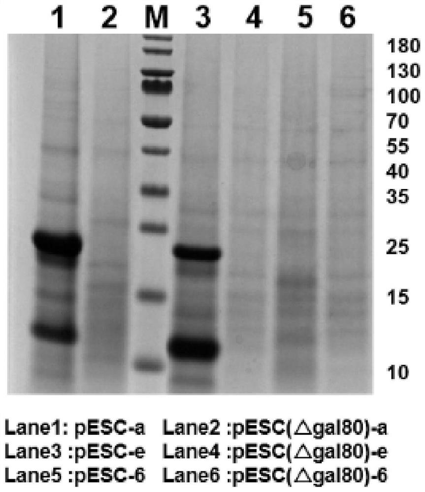 Construction and application of saccharomyces cerevisiae strain for efficiently synthesizing hemoglobin or myoglobin from different sources