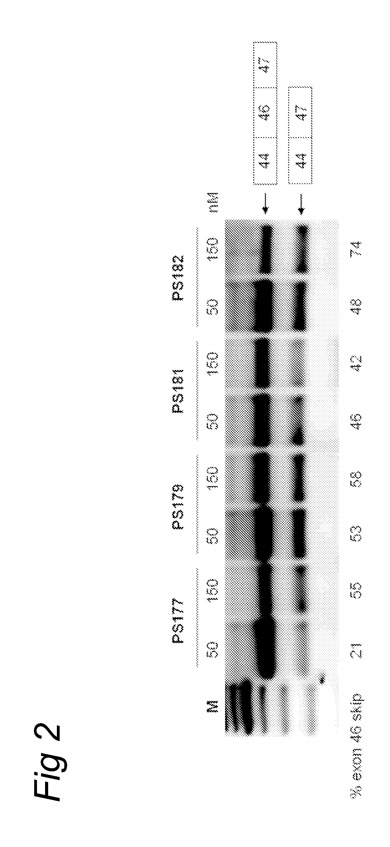 Methods and means for efficient skipping of at least one of the following exons of the human duchenne muscular dystrophy gene: 43, 46, 50-53