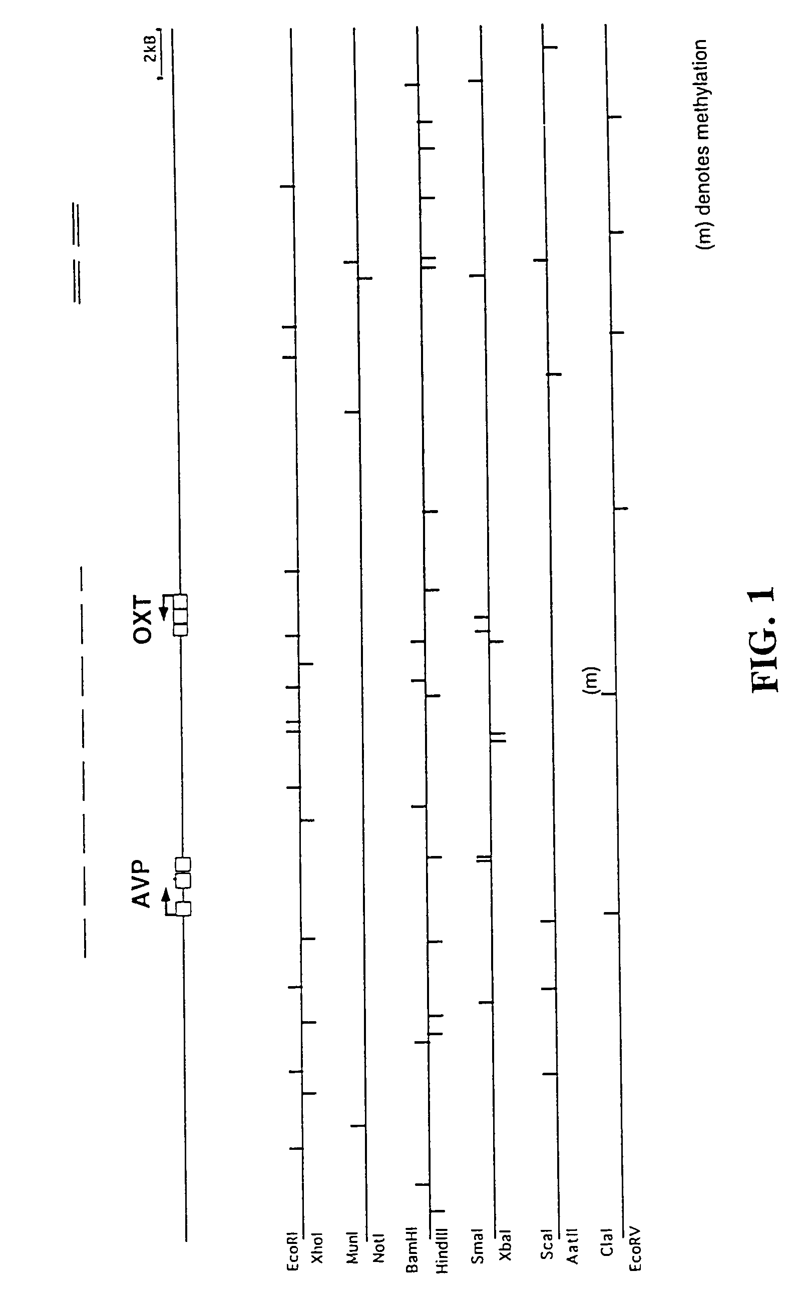 Obesity gene