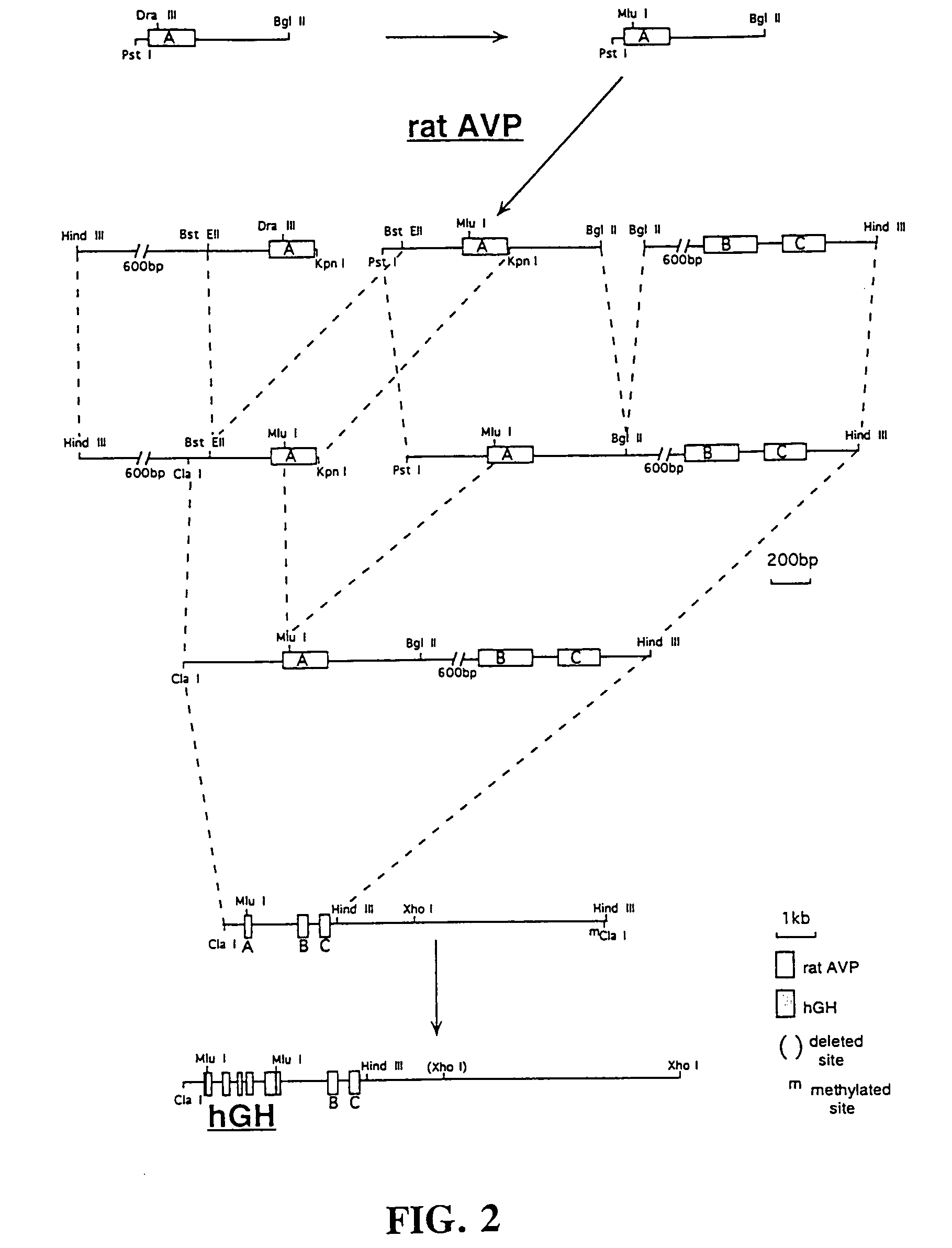 Obesity gene