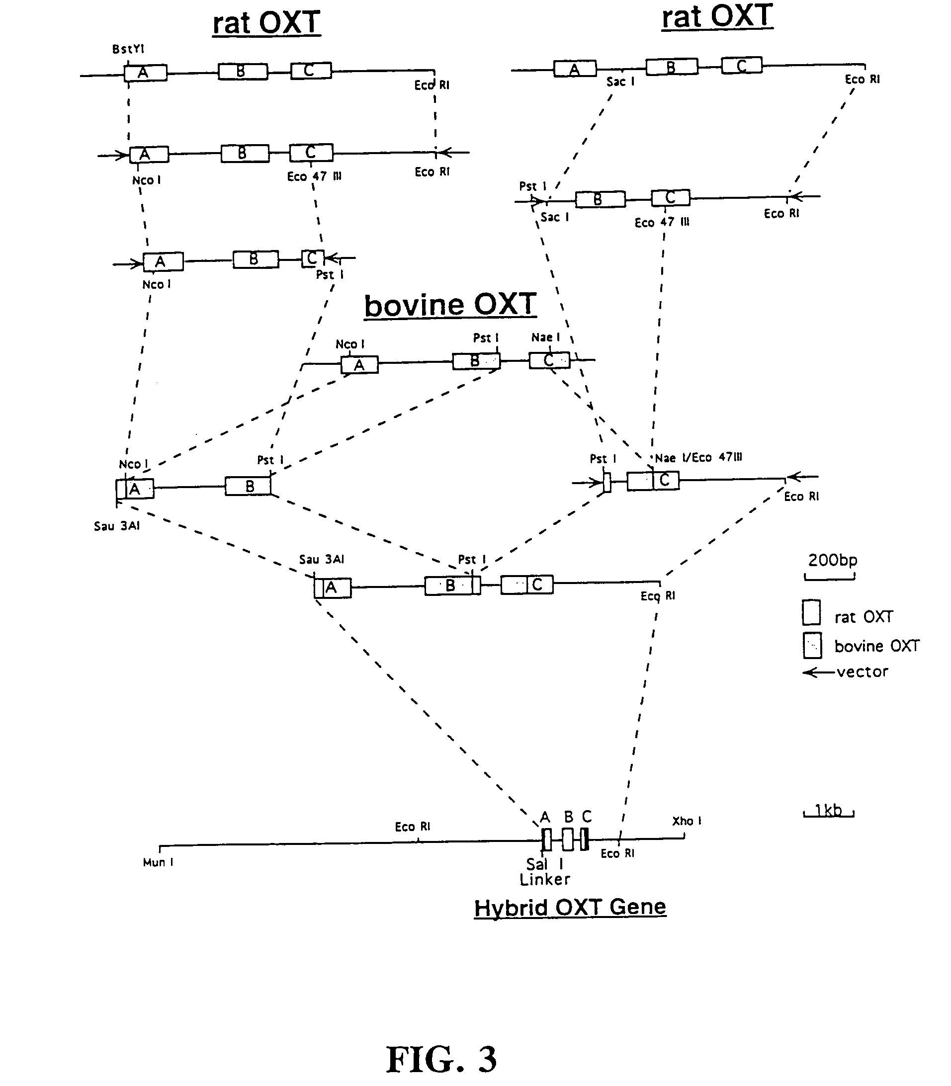 Obesity gene