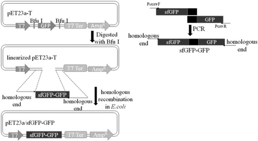 Method for secretory expression of super-folded green fluorescent protein mediated heterologous protein in escherichia coli