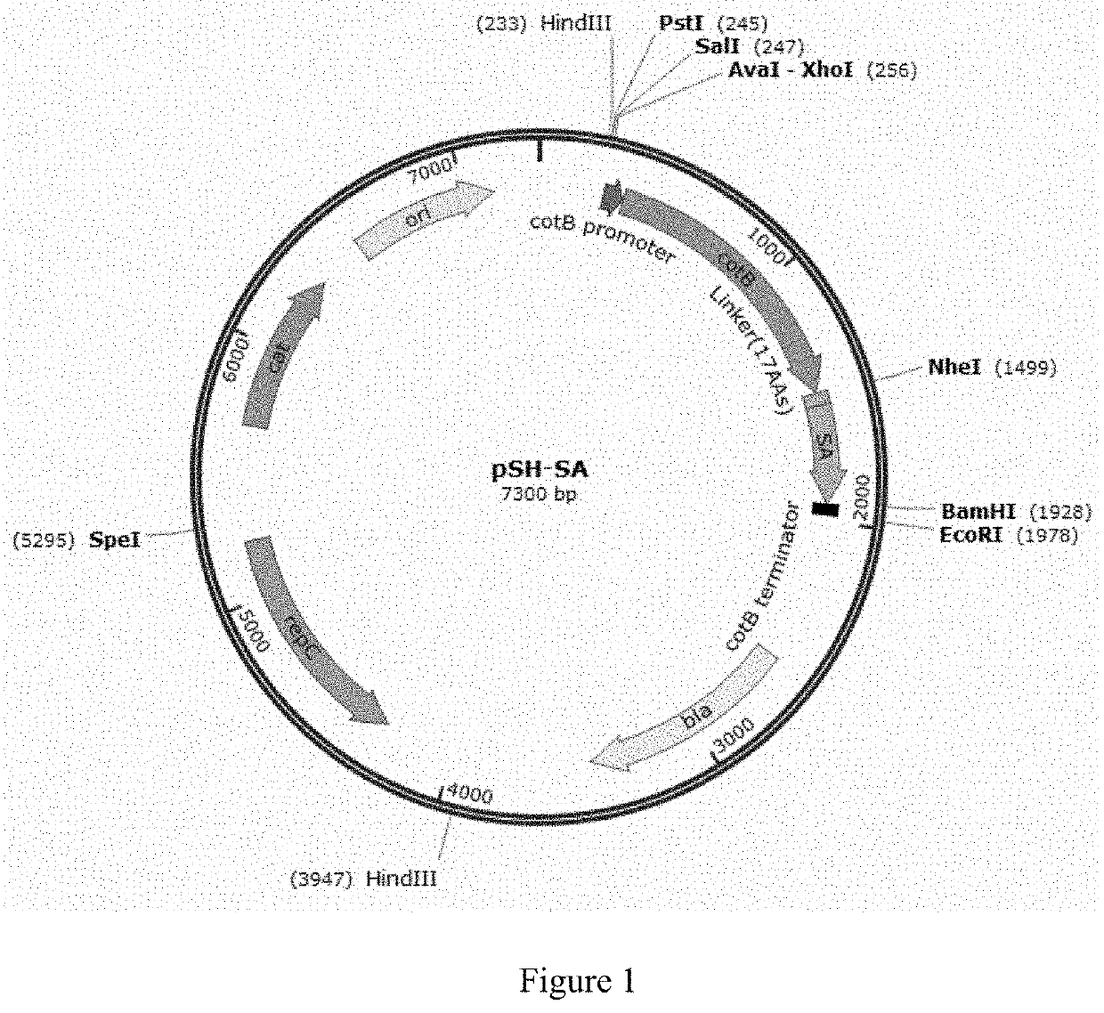 Methods of detection of compound, antibody or protein using recombinant endospores or bacteria as sensing element