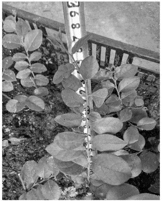 Southern cutting and seedling raising method for autumn loropetalum chinense var.rubrum