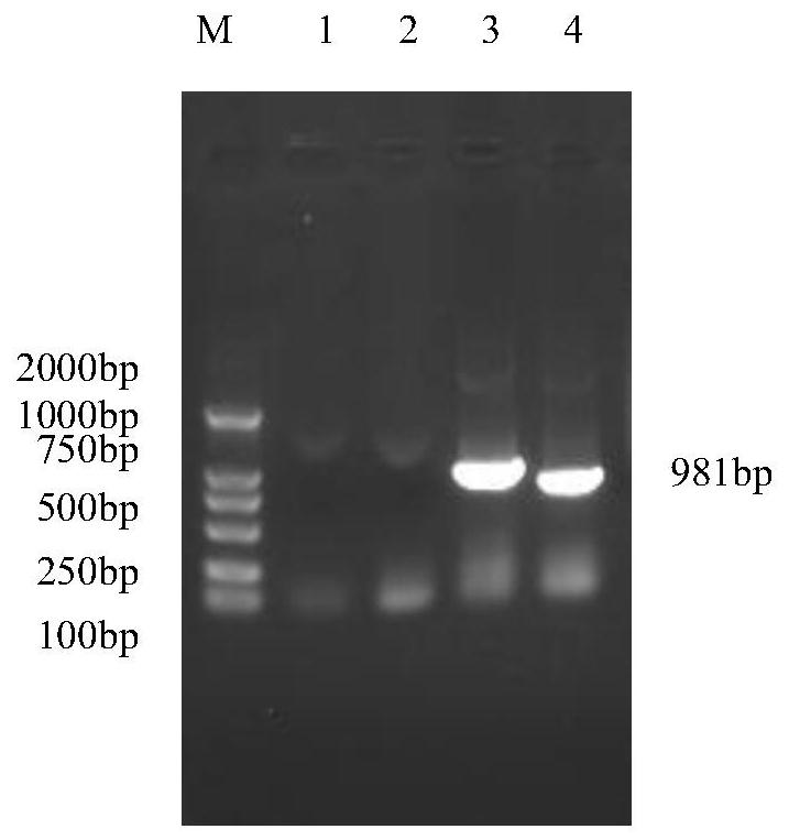 Rabbit-derived anti-porcine parvovirus type 6 VP2 protein antibody and preparation method thereof