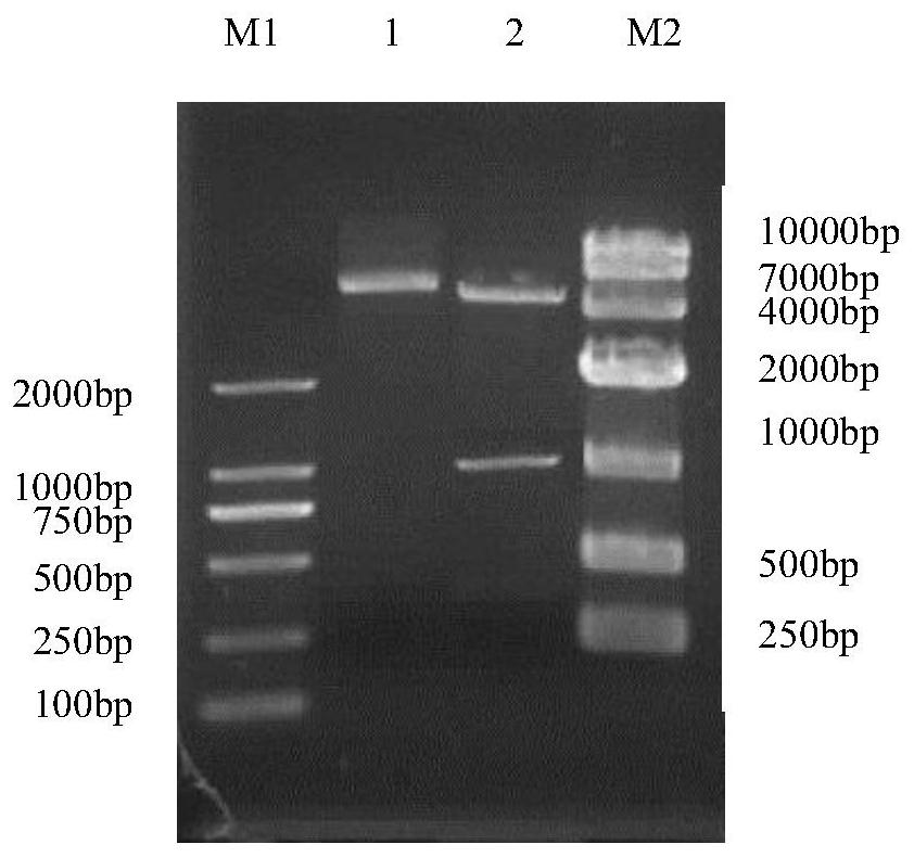 Rabbit-derived anti-porcine parvovirus type 6 VP2 protein antibody and preparation method thereof