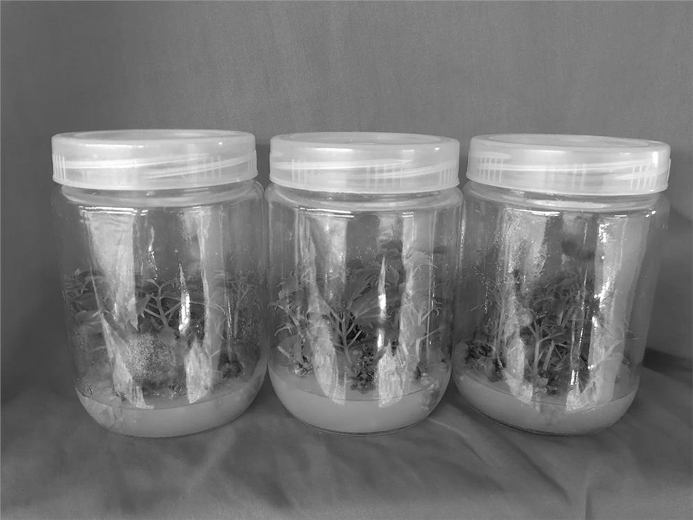 A tissue culture method for increasing the number of effective new shoot differentiation of Phrysus japonicus