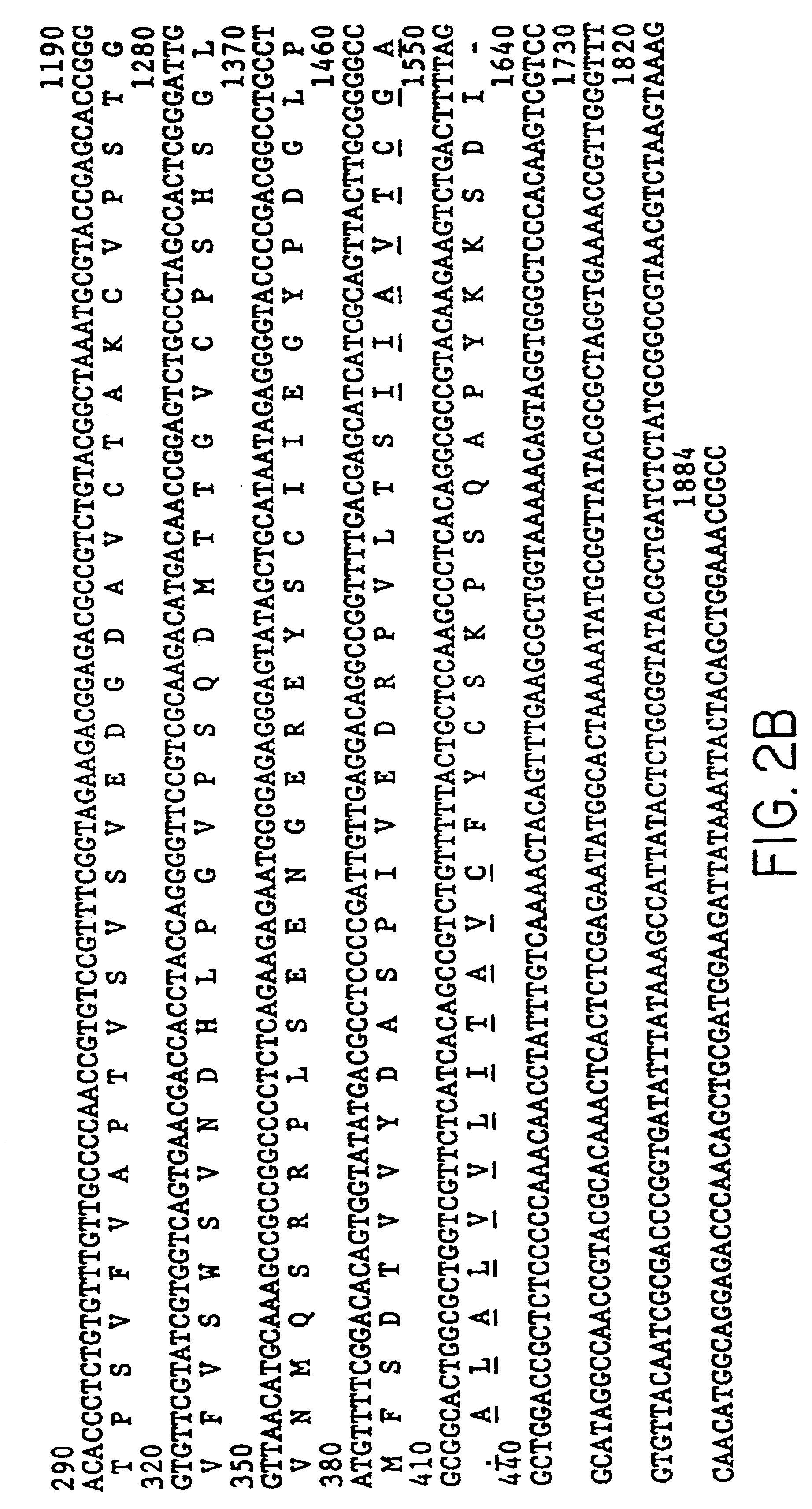 Equine herpesvirus type 1 glyocoprotein D (EHV-1gD)