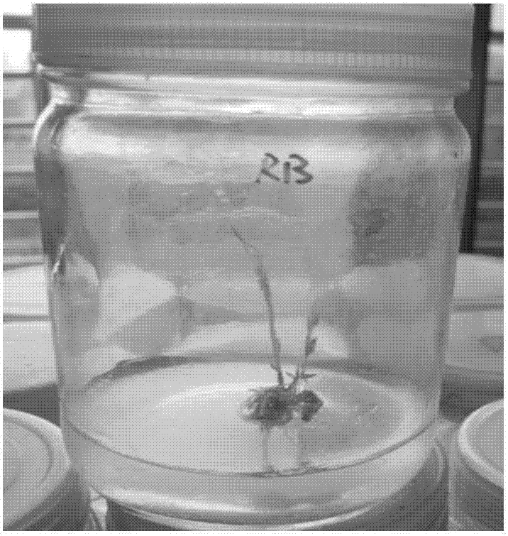 A method for rapid propagation of Striga in tissue culture