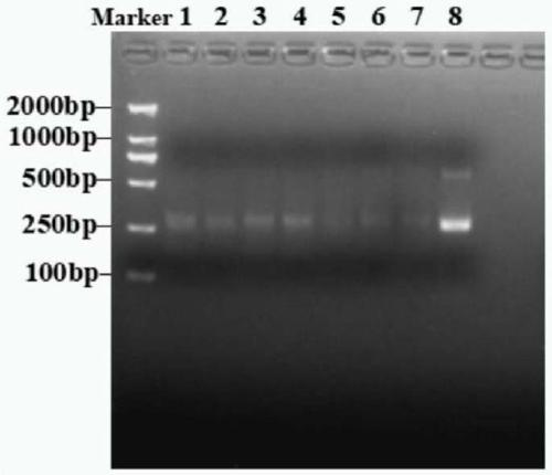 Biosensor and method for detecting salmonella
